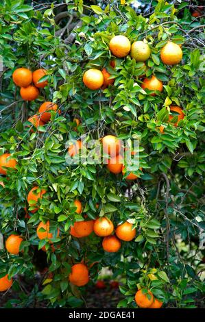 Oranges growing on orange tree orchard in Central Florida Stock Photo