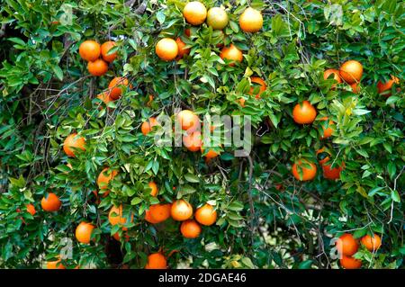 Oranges growing on orange tree orchard in Central Florida Stock Photo