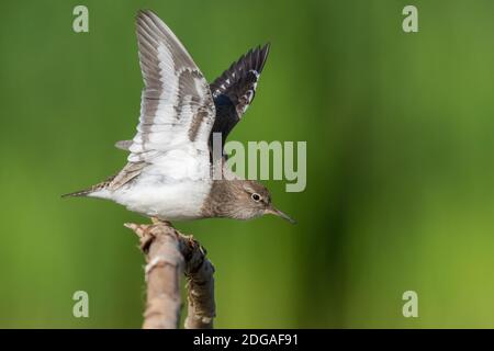 Common Sandpiper (Actitis hypoleucos), side view of an adult stratching its wings, Campania, Italy Stock Photo