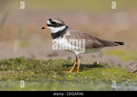 Ringed Plover (Charadrius hiaticula), side view of an adult female standing on the ground, Campania, Italy Stock Photo