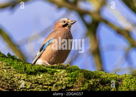 A Jay sitting on a tree branch. A colorful and noisy, passerine birds in the crow family, Corvidae Stock Photo