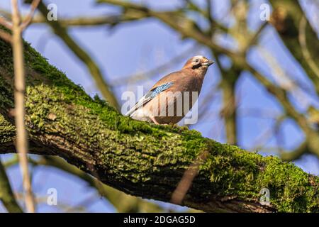 A Jay sitting on a tree branch. A colorful and noisy, passerine birds in the crow family, Corvidae Stock Photo