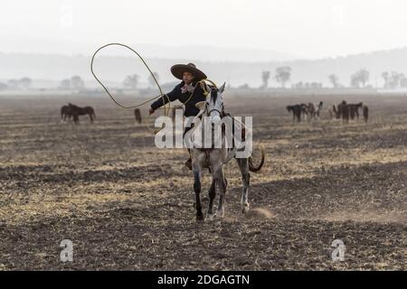 A Young Mexican Charro (Cowboy) Rounds Up A Herd of Horses Running Through The Field On A Mexican Ranch At Sunrise Stock Photo