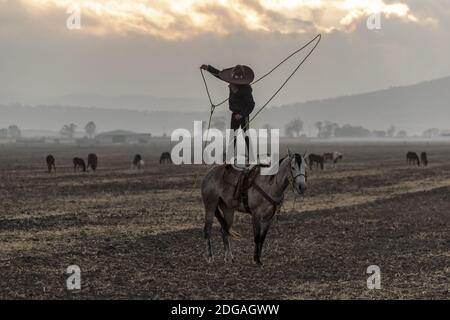 A Young Mexican Charro (Cowboy) Rounds Up A Herd of Horses Running Through The Field On A Mexican Ranch At Sunrise Stock Photo