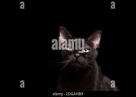 black cat isolated on black backgroud lookiing at camera Stock Photo