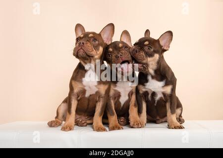 Three adorable  french bulldog puppy dogs being naughty sitting on a cream colored background Stock Photo