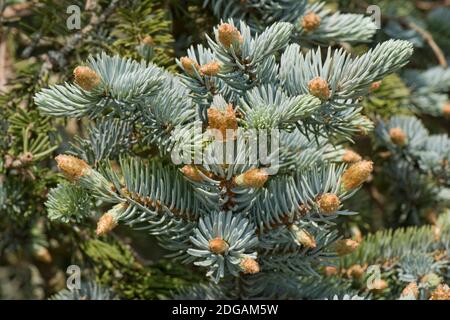 Young needles of blue spruce or Colorado spruce (Picea pungens) on an ornamental conifer tree, Berkshe, May Stock Photo