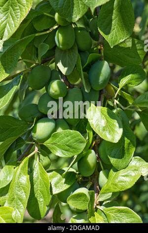 Bunch of numerous, prolific, green, unripe plums variety Victoria on the tree in summer, Berkshire, JUne Stock Photo