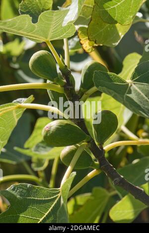 Leaves and green maturing fruit on a common fig (Ficus carica) 'Brown Turkey' tree, Berkshire, September Stock Photo
