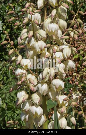 Flower spikes of variegated Spanish dagger (Yucca gloriosa 'Variegata') - white flowers, Berkshire, September Stock Photo