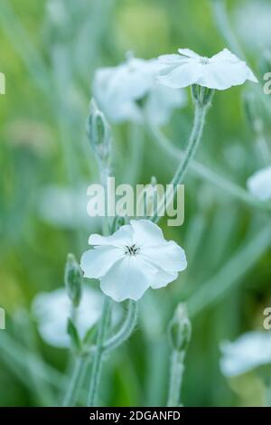 Lychnis coronaria Alba. White-flowered rose campion. Dusty Miller Stock Photo