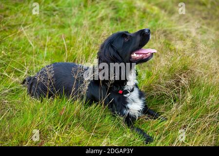 Working cocker spaniel dog with black hair and white chest lying in grass looking up with alert expression on his face. Stock Photo