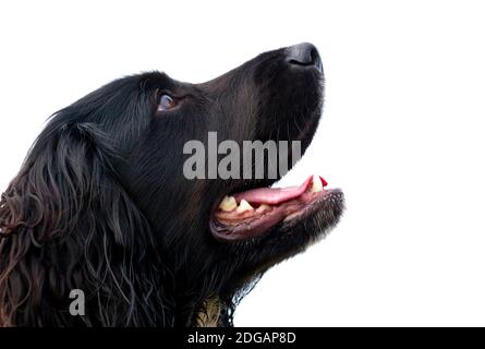 Side view of Working cocker spaniel dog with black hair and white chest in looking up with alert expression on his face with white sky in background. Stock Photo