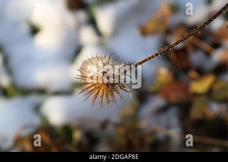 Burr half covered in ice with snow in the background on a sunny winter day Stock Photo