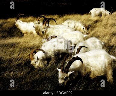Mixed media art illustration watercolour of a flock of Welsh Kashmiri goats (AKA Cashmere goats) on a windswept hillside on the Great Orme, Llandudno Stock Photo