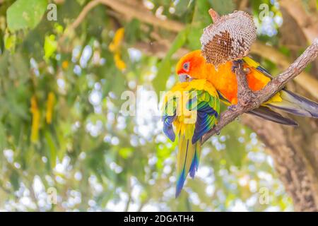 Cute sun parakeet or sun conure parrot are eating sun flower seeds. It's scientific named is Aratinga solstitialis, a medium-sized, vibrantly colored
