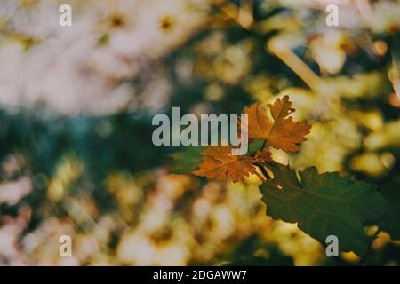 autumnal orange leaves of acer illuminated by sunlight Stock Photo