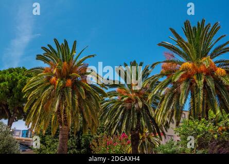 Beautiful palm trees, growing in a tropical garden. Summer landscape with blue sky Stock Photo