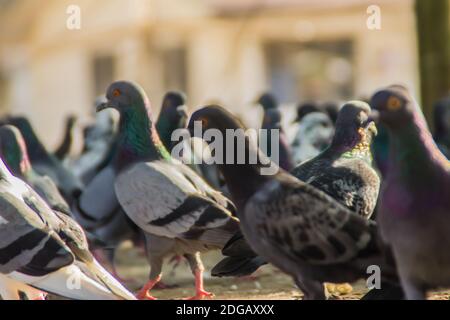 Crowd of pigeon on the walking street in Bangkok, Thailand. Blurred group of pigeons fight over for food, many struggle pigeons near temple in Thailan Stock Photo