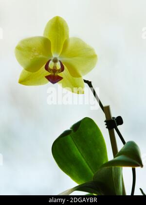 Yellow phalaenopsis flower on the window in backlight Stock Photo