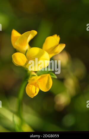 Annual vetchling Stock Photo