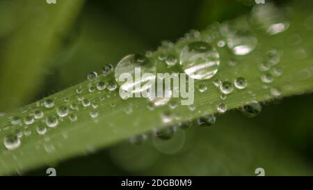 Rainwater Droplets on a Single Blade of Grass Stock Photo