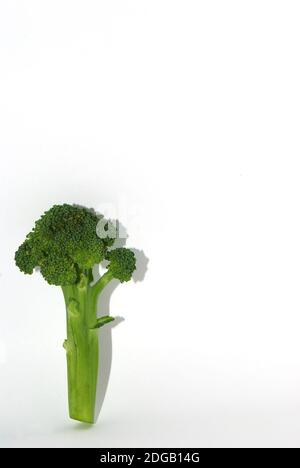 Fresh green healthy vegetable brokoli portrait with shadow on white background Stock Photo