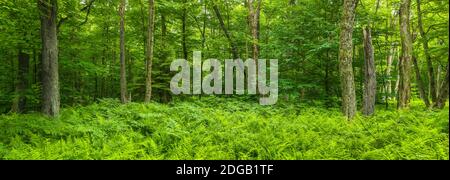 Ferns blanketing floor of summer woods near Old Forge in the Adirondack Mountains, New York State, USA Stock Photo