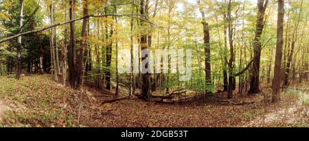 Forest, Kaaterskill Falls area, Catskill Mountains, New York State, USA Stock Photo