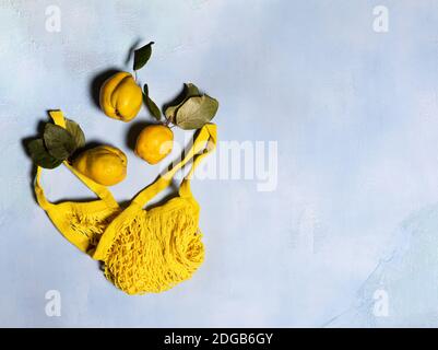 Quince apples and yellow mesh bag on blue textured background. Directly above view. Fruits and leaves have natural imperfections, spots and scratches. Stock Photo
