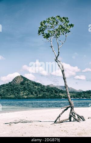 In the beautiful  island cosatline and tree Stock Photo