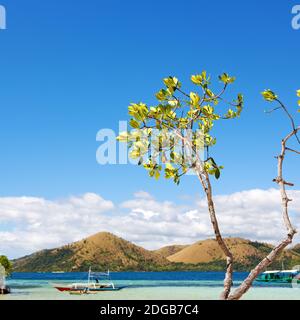 In the beautiful  island cosatline and tree Stock Photo