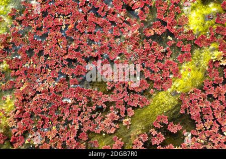 Colorful red azolla Stock Photo