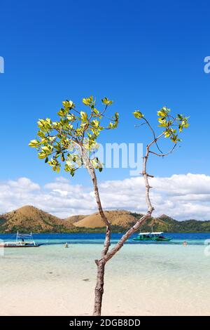 In the beautiful  island cosatline and tree Stock Photo