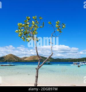 In the beautiful  island cosatline and tree Stock Photo