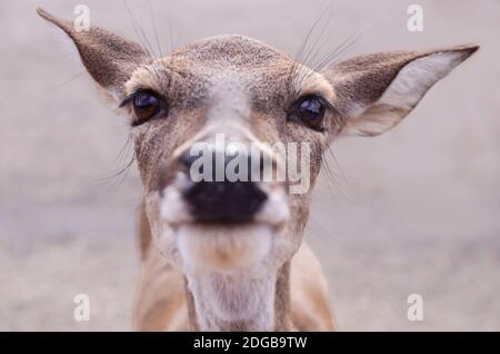 Curious whitetail deer comes in close Stock Photo