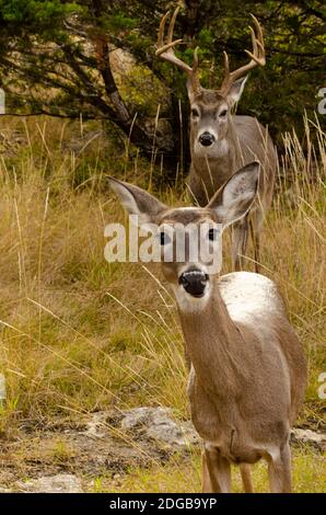 Buck and Doe in wild during rutting season Stock Photo