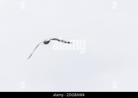 Lone seagull flying in the sky Stock Photo