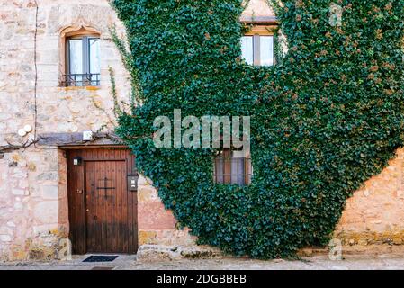 Creeper on the facade of an old stone house. Medinaceli, Soria, Castilla y León, Spain, Europe. Stock Photo
