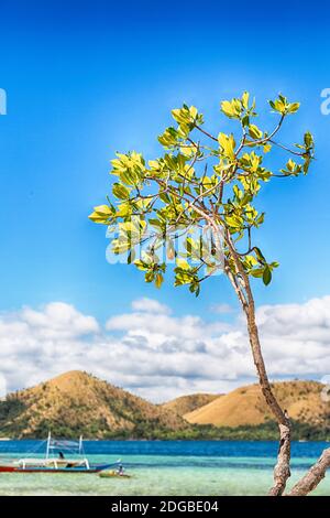 In the beautiful  island cosatline and tree Stock Photo