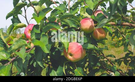 apple variety Florina, Querina. Red big apples on a branch. Winter variety of apples on a green tree. Apple tree with red apples close up in sunlight. Stock Photo