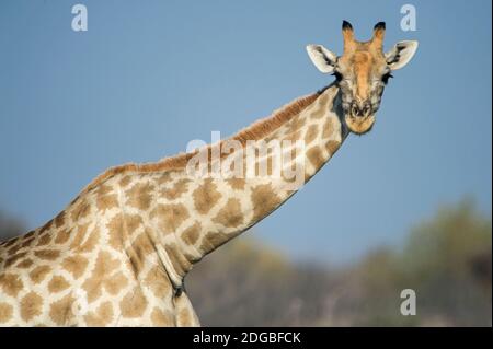 Southern Giraffe (Giraffa camelopardalis), Etosha National Park, Namibia Stock Photo