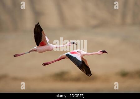 Greater flamingos (Phoenicopterus roseus) flying, Walvis Bay, Namibia Stock Photo