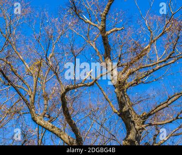 Tree branches over the blue sky Stock Photo - Alamy
