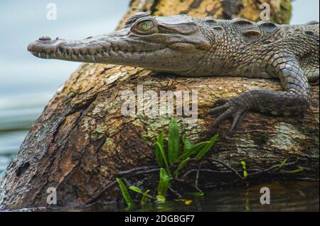 American Crocodile (Crocodylus acutus) on tree, Tortuguero, Costa Rica Stock Photo