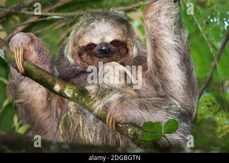 Three-Toed Sloth, Sarapiqui, Costa Rica Stock Photo