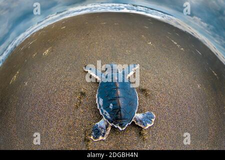 Green sea Turtle (Chelonia mydas) hatchling, Tortuguero, Costa Rica Stock Photo