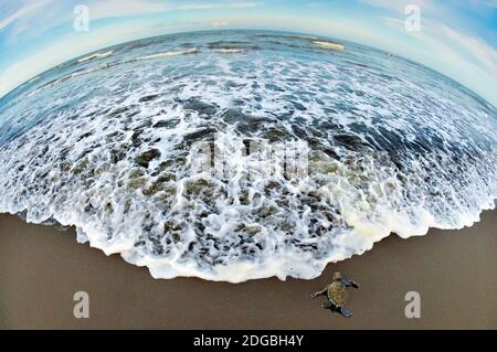 Green sea Turtle (Chelonia mydas) hatchling, Tortuguero, Costa Rica Stock Photo