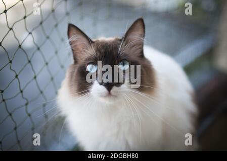 ragdoll cat sitting on balcony in front of cat safety net looking at camera Stock Photo
