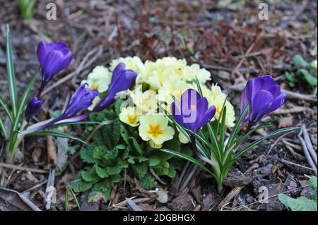 Dark violet Crocus vernus Flower Record blooms in a garden in March Stock Photo